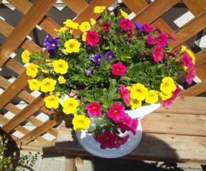 特別休日のお知らせ