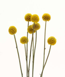 今年こそ手に入れます!